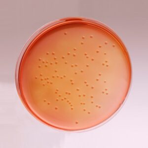 MacConkey Agar with (C.V) in Pakistan